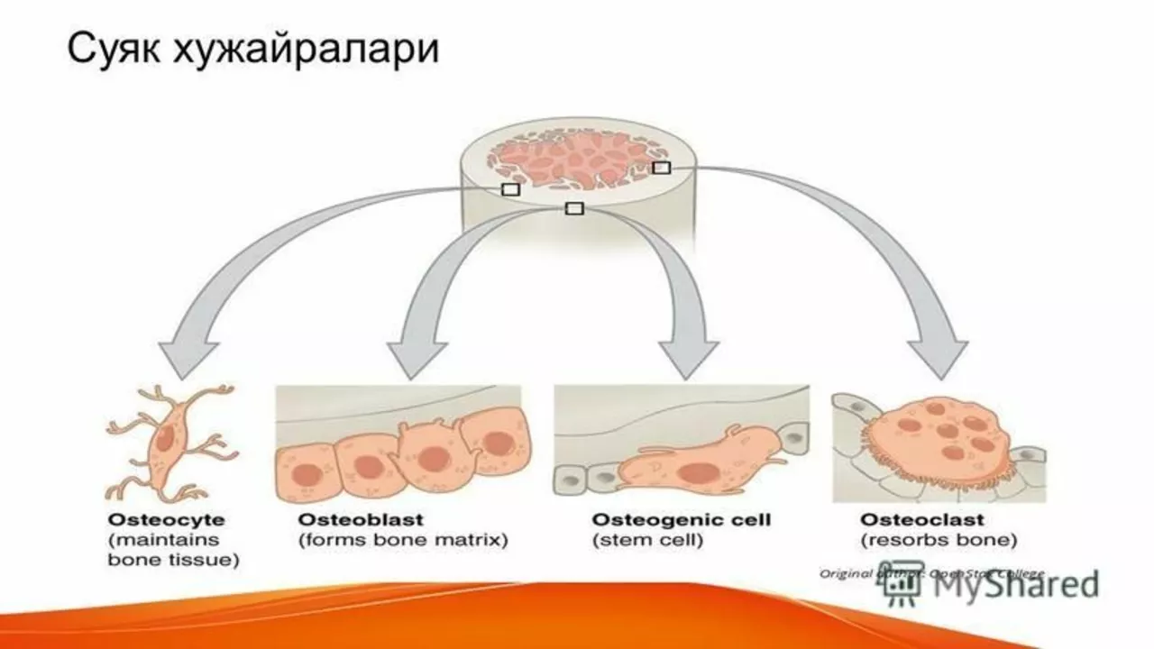 How calcitonin influences the balance between bone formation and resorption